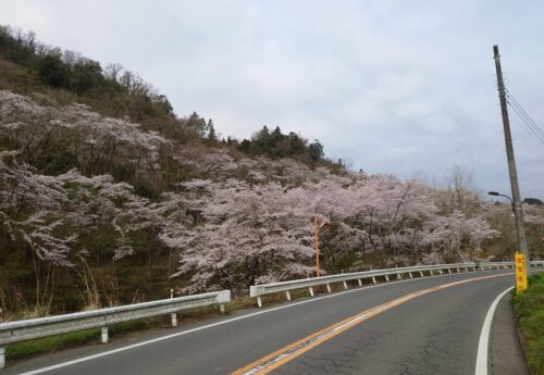 『桜満開🌸』